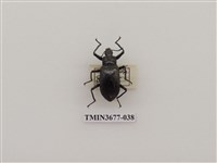 藏品(偽步行蟲)的圖片